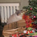 ���� �����, ������, 54 ���� - ��������� 25 ������� 2014 � ������ �FunnyAnimals�