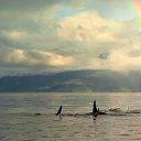  , , 56  -  16  2014   X