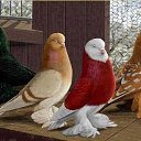  Asar, , 41  -  15  2013    