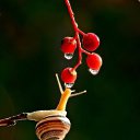  Clio, , 59  -  11  2014   