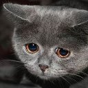 ���� �����, ������, 54 ���� - ��������� 25 ������� 2014 � ������ �FunnyAnimals�