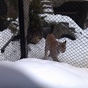  D.s., , 38  -  2  2013   17  2013, , 