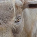 ���� Svann, ���������, 71 ��� - ��������� 18 �������� 2013 � ������ �������� �����