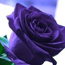 ���� ������, ������������ - ��������� 2 ������� 2013 � ������ ���� ���� ������