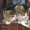 ���� ����, �����-���������, 46 ��� - ��������� 19 ������ 2014 � ������ ���� ����������