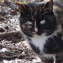 �����,���� ������� �� ������� ������