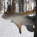  Gelya   20, , 57  -  17  2013   