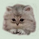 ���� �������, ������� - ��������� 26 ������ 2014