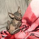 ��������� ��������� ���������.. ) �� ������� ���� ����������