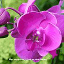 ���� Tatiana, ����������� - ��������� 5 �������� 2013 � ������ ���� ����������