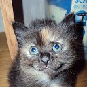 ���� ������, �����������, 45 ��� - ��������� 20 ������� 2013 � ������ �������