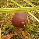  Svetlana, , 59  -  12  2014   )