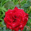 ���� �������, ����, 46 ��� - ��������� 23 ������� 2013 � ������ ���� ����������