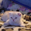 ���� �����, �����-���������, 62 ���� - ��������� 29 ���� 2014 � ������ ���� ��������