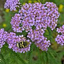 ���� Svann, ���������, 71 ��� - ��������� 15 ���� 2014 � ������ ���������� ��������.������.�