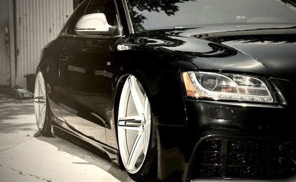 Vossen.