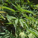  Fausto Migliorati, , 61  -  18  2014    