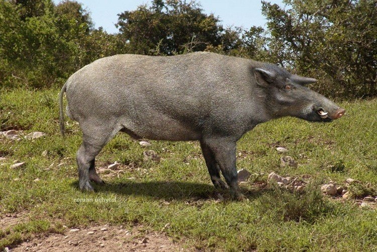 Кубанохоерус.Жил около 10 млн. лет назадКубанохоерус (лат. Kubanochoerus robustus) — крупный ...