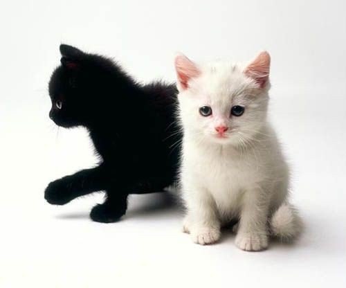 Black & white. #animal@travel.blog - 5