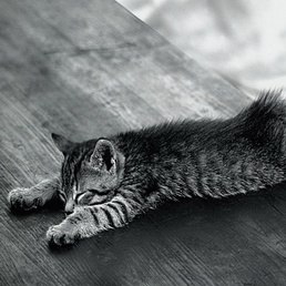 ����, �����������