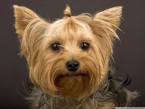 .•°Dogs Forever°•. - 1  2014  15:06