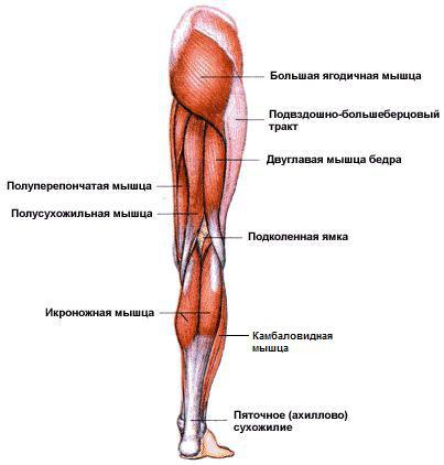 Четырехглавая мышца бедра