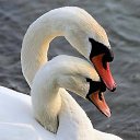   ........    .........    