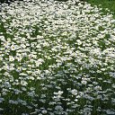 ���� �� ������� �������