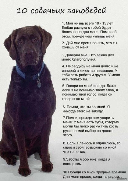 .•°Dogs Forever°•. - 4 августа 2014 в 15:56