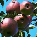 ������ 2014 �� ������� �"...�� ������ ������..."�