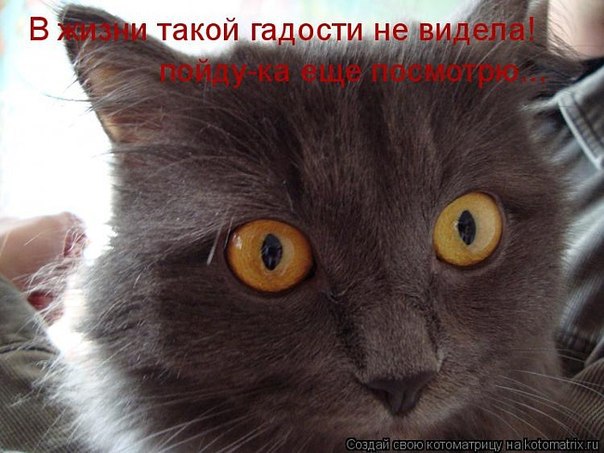 Наши любимцы :3 - 20 августа 2014 в 10:43