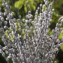  Evgenia,  -  13  2014    