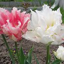 ���� �������, �����������, 71 ��� - ��������� 25 ��� 2014 � ������ ���� ������� �������