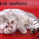 ���� ������, �������������, 61 ��� - ��������� 21 ������� 2014 � ������ ������ ��������