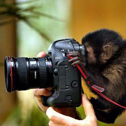 �������, �����-���������, 52 ����