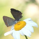  Ww, --, 75  -  15  2014   