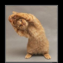 ����, �������, 37 ���