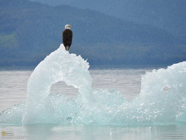 Подписывайтесь на нас: http://fotostrana.ru/public/233467 ;-) Орел плывет на льдине, Аляска, США