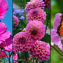 ���� �������, �����-���������, 43 ���� - ��������� 17 ������ 2014 � ������ ������ ��������