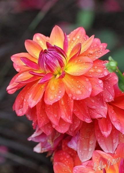 Пока умные борются со своими недостатками, мудрые развивают свои достоинства. - 5