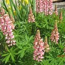 ���� ������, ����� - ��������� 11 ���� 2014 � ������ ������ ���