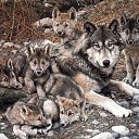 ���� Nord, ���������� - ��������� 23 ���� 2014
