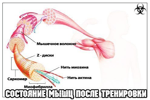 Должны ли болеть мышцы после тренировки в тренажерном зале