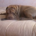 ���� Rami, ����, 54 ���� - ��������� 6 ���� 2014 � ������ �1�