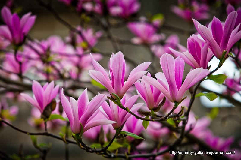 MAGNOLIYA - eto simvol KRASOTY i NEZHNOSTI , supruzheskogo schastya.