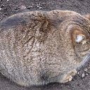 ���� �������, �����������, 36 ��� - ��������� 12 ���� 2014 � ������ ������ ��������