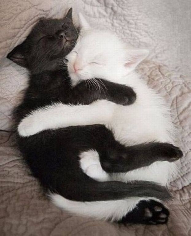 Black & white. #animal@travel.blog - 6