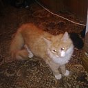 ���� �������, ������������, 35 ��� - ��������� 11 ���� 2014 � ������ ���� ����