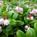 ���� ������, ����������, 66 ��� - ��������� 18 ������� 2014 � ������ ������ ��������