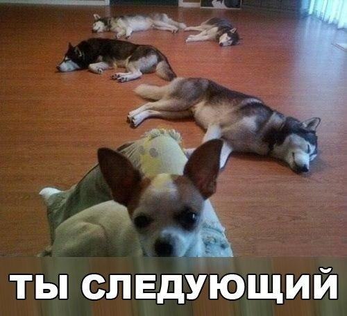 .•°Dogs Forever°•. - 10 августа 2014 в 20:19